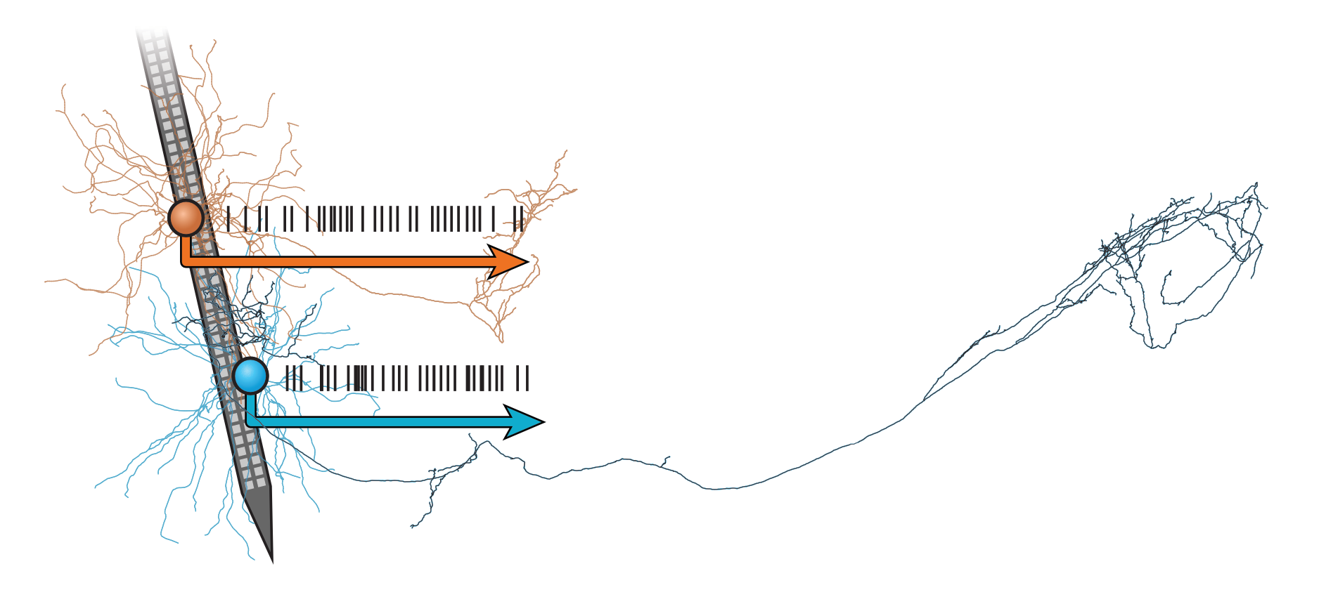 Striatal cell types illustration showing neurons with spike trains recorded by a Neuropixels probe